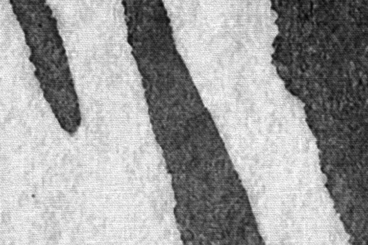 Zebra Stripes, Graphite