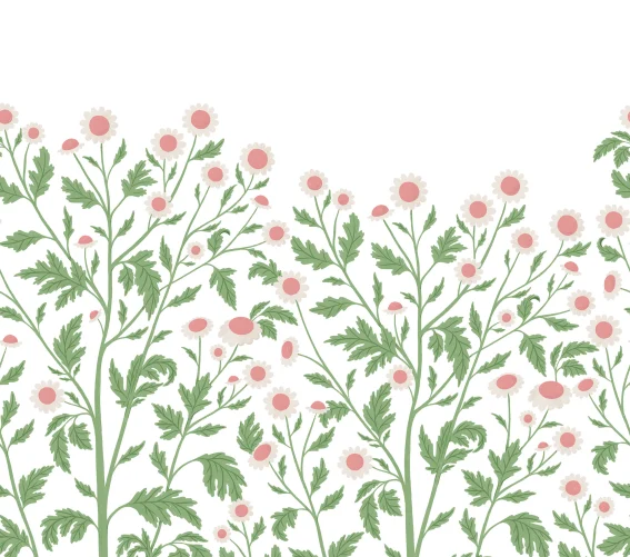 Illustrated chamomile plants 