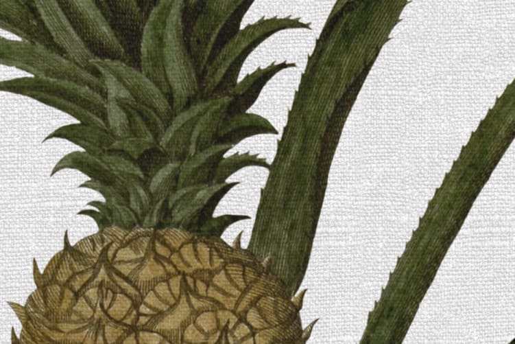 Create A Tropical Haven