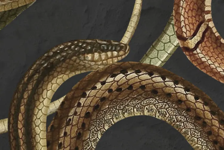 Un mur de serpents