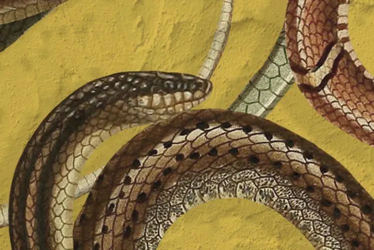 Snakes On A Wall