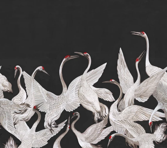Beautiful crane birds