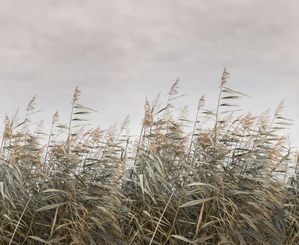 A Canvas of Restfulness 