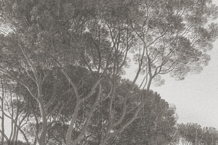 Évasion dans la forêt brumeuse