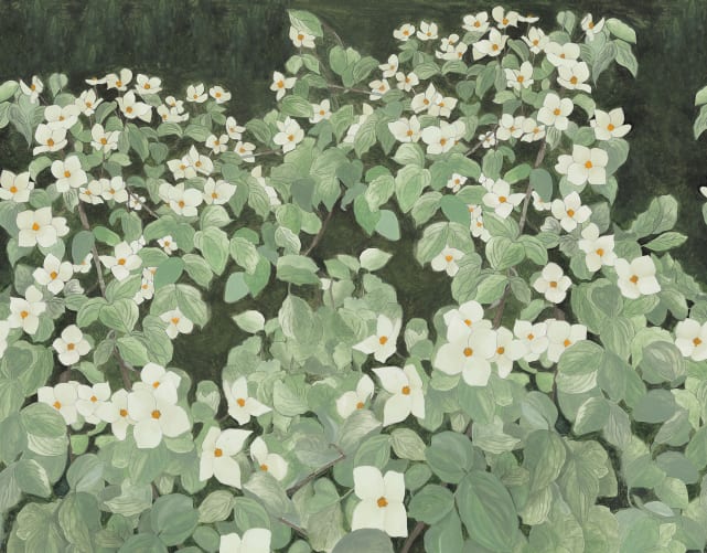 Nature's Canvas: White Parkflowers