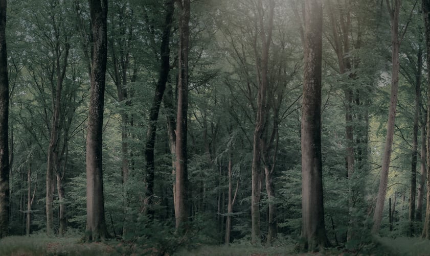 Enchanted Forest