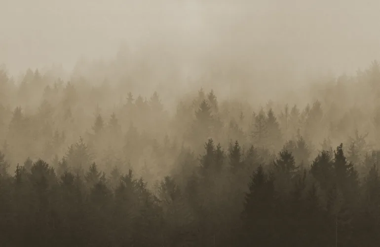 Kietoudu Pilviseen Metsän Rauhaan