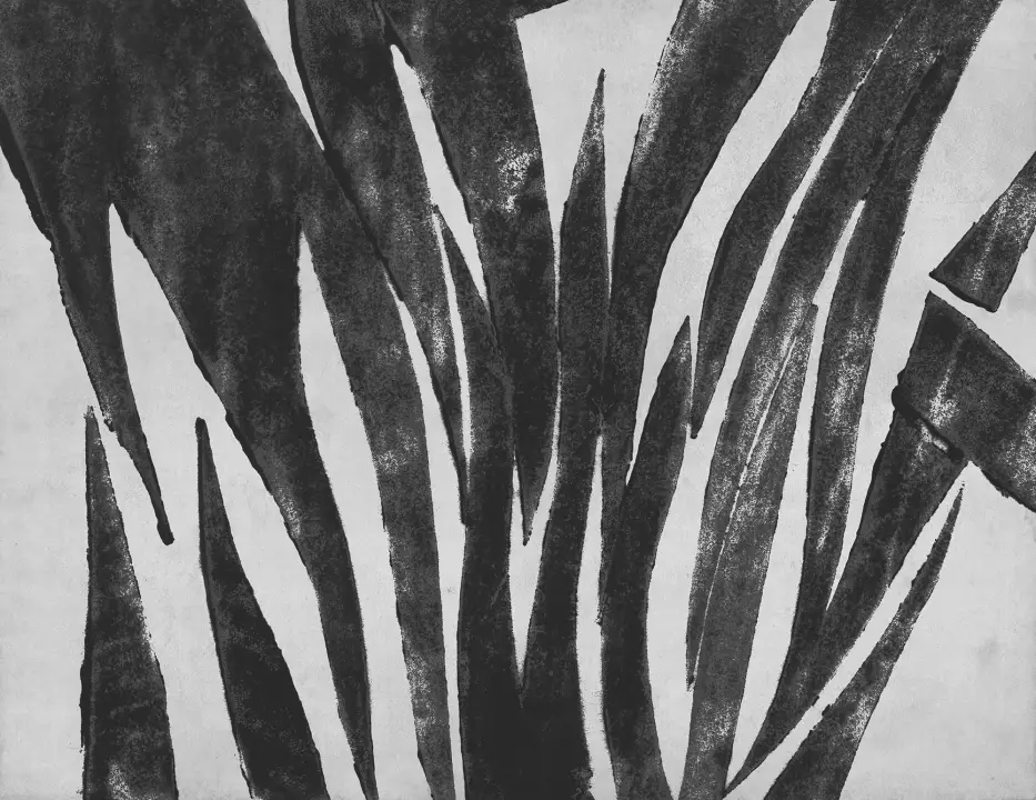 Posidonia
