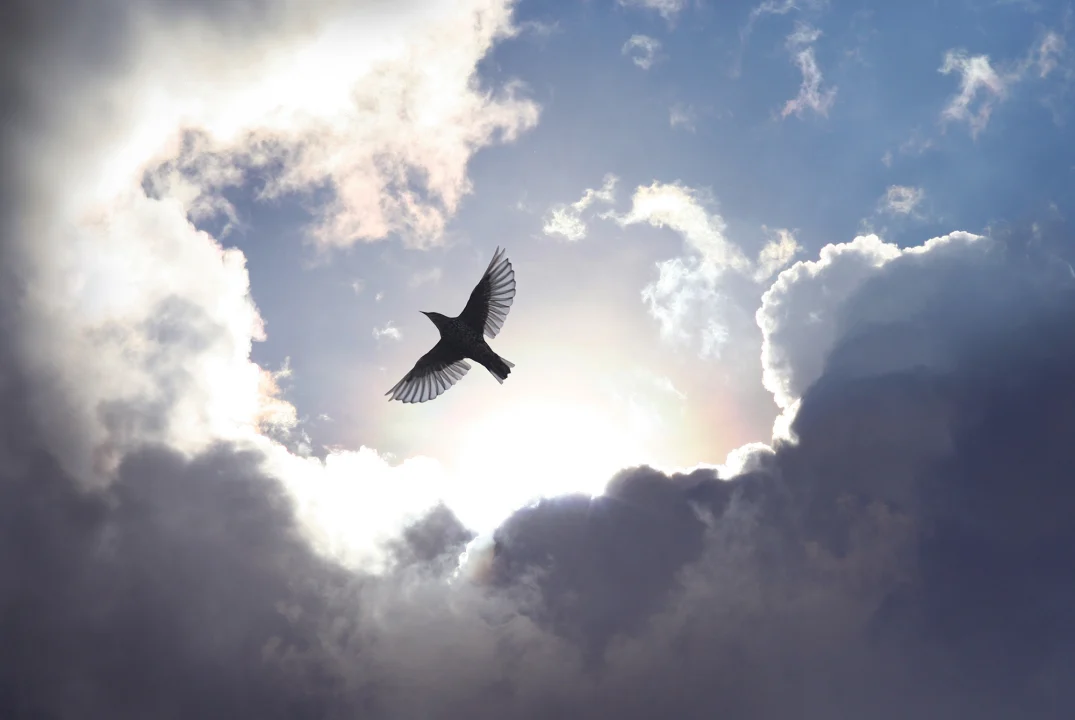 Murale du ciel avec un oiseau volant