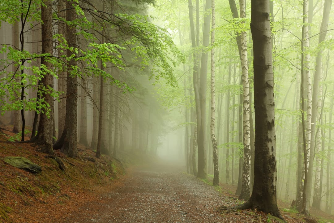 Wall mural with trees