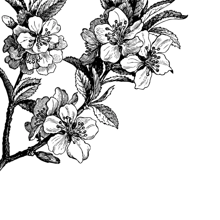 Springtime, Black&white