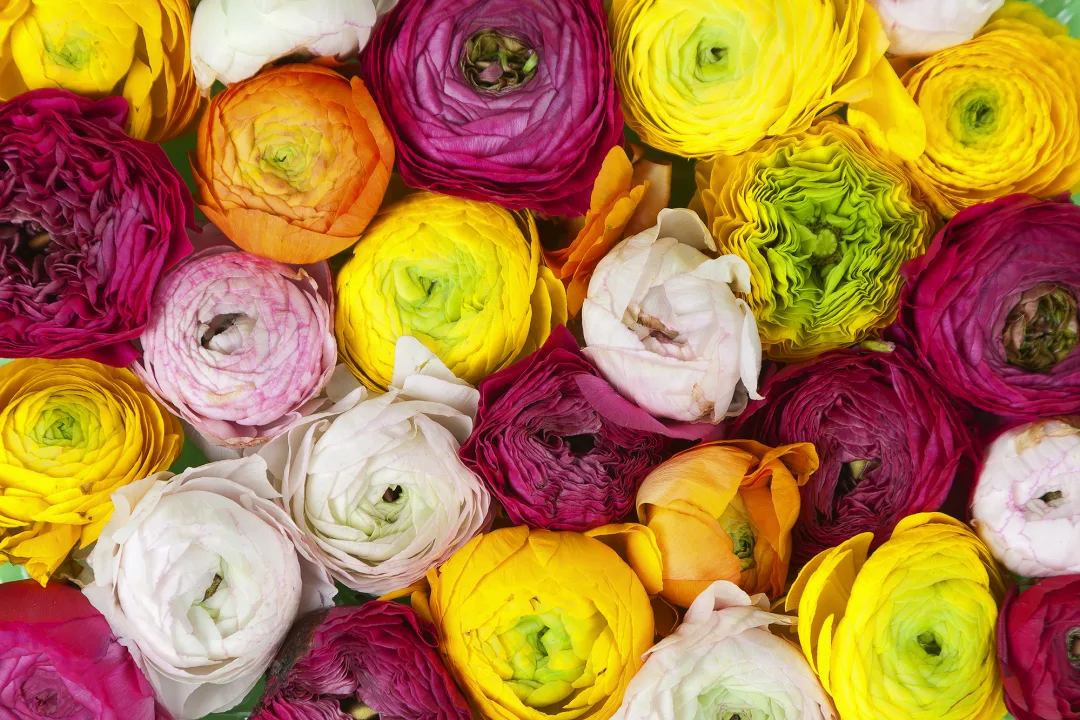 Bright colored flower wall mural