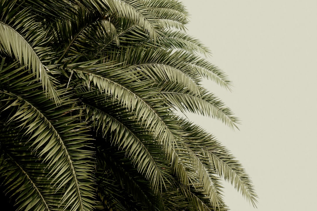 Créez une oasis de verdure