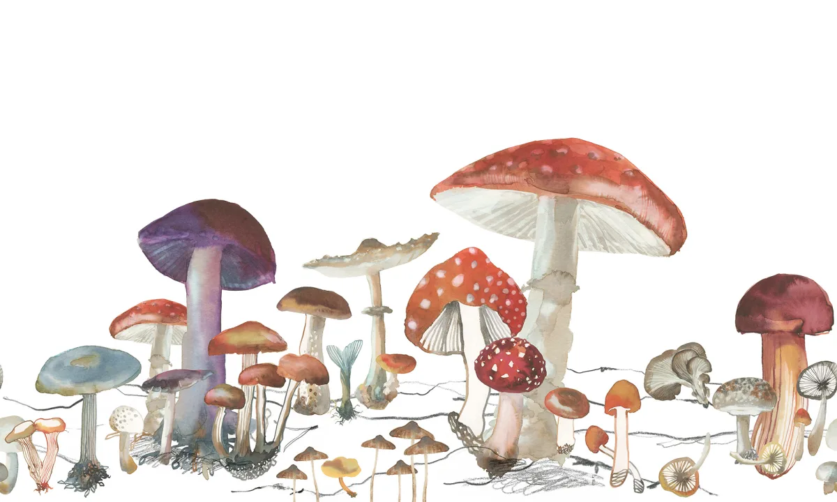 PLAY IN THE SHADE OF MAJESTIC MUSHROOMS