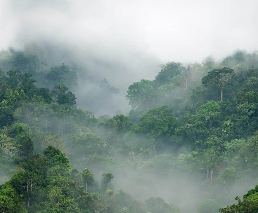 Une forêt tropicale luxuriante