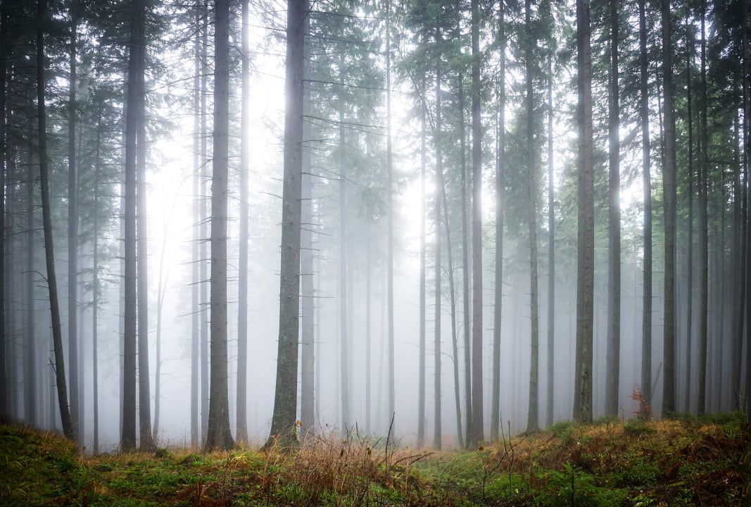 Décor panoramique Forêt Mystérieuse