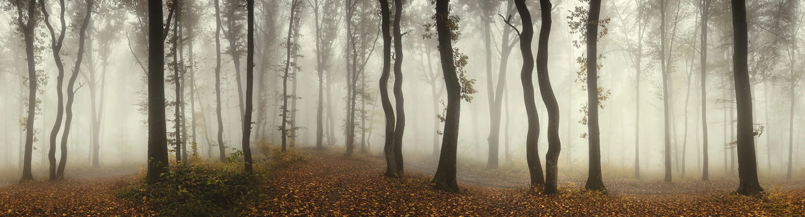 Deep in the forest