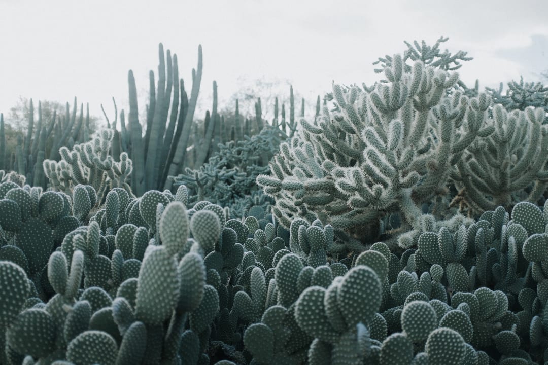 Cacti