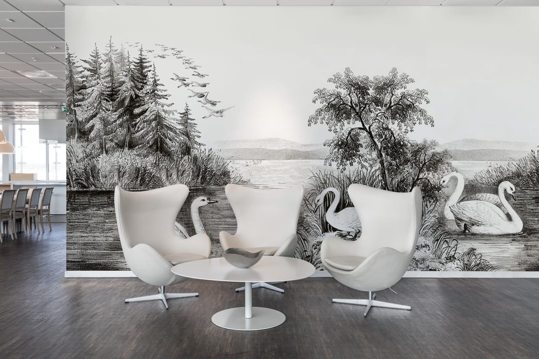 White swans of the Northern Hemisphere