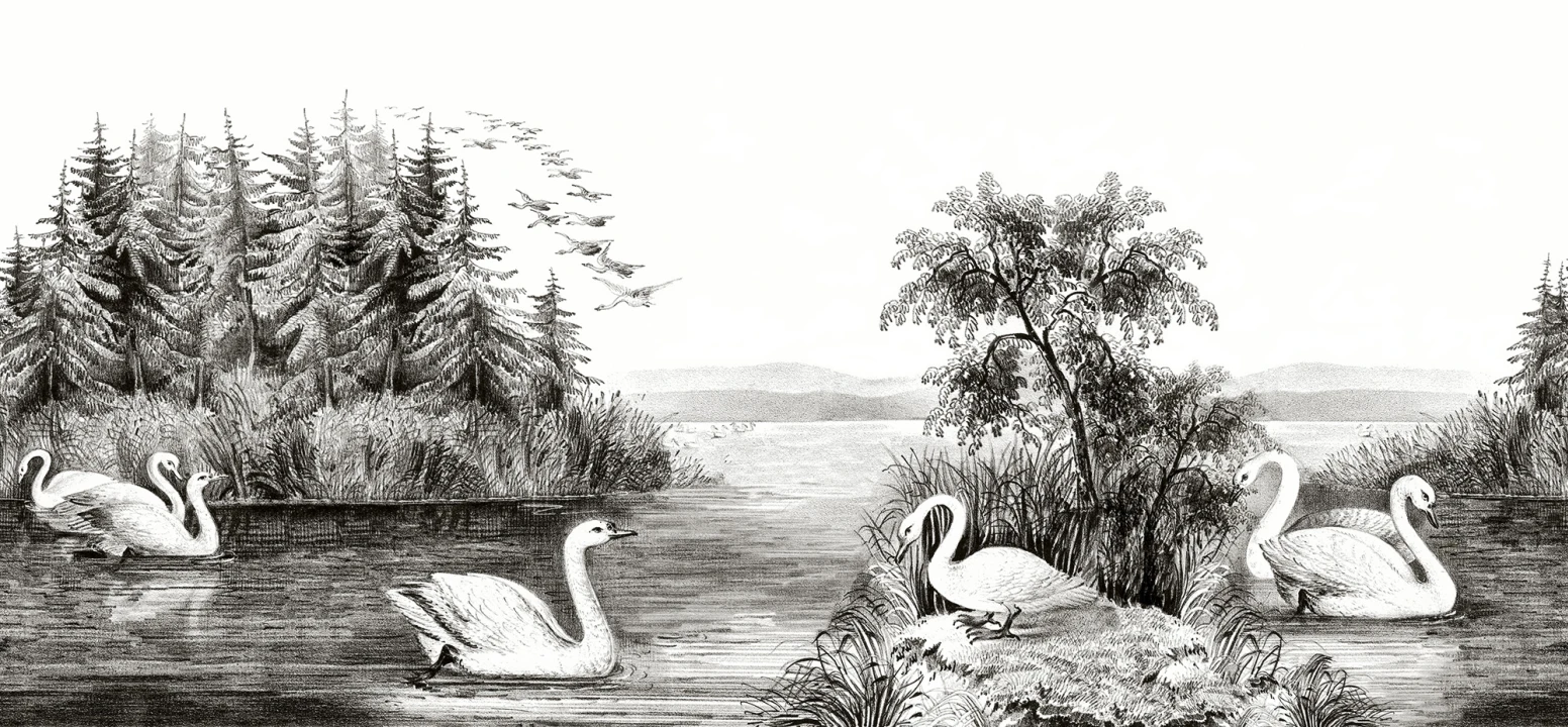 White swans of the Northern Hemisphere