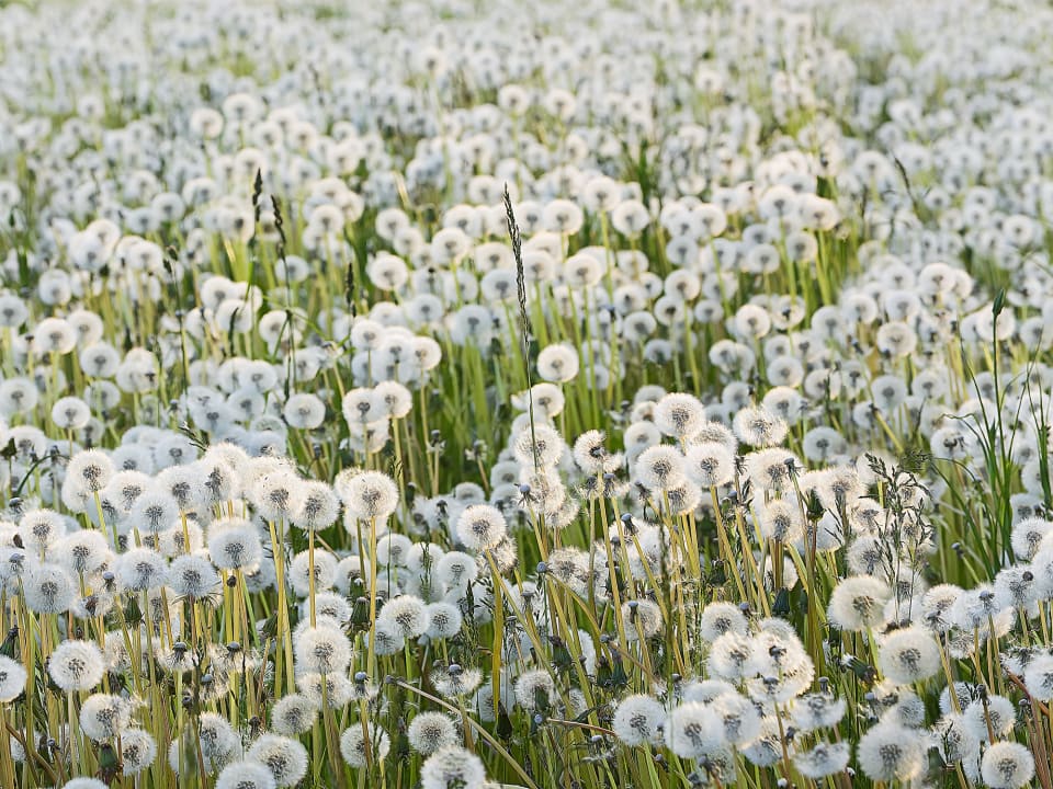 Like tiny clouds