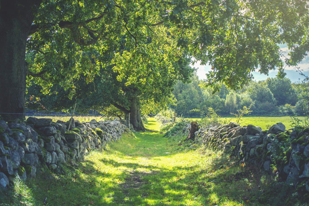 Papier peint de paysage luxuriant