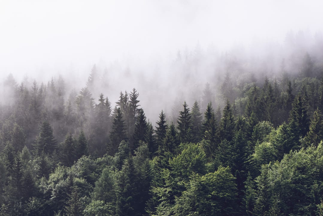 Een groen en mysterieus sparrenbos met vlagen van mist