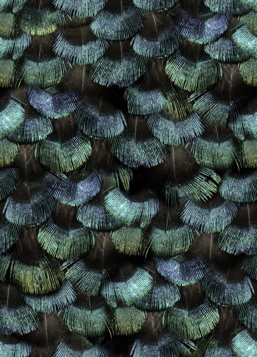 Petite Peacock Plumage, Opal