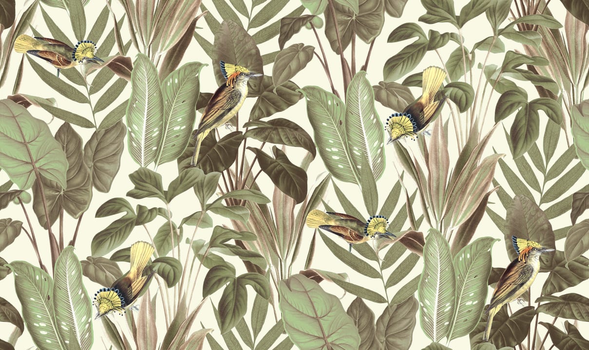 Birds of Paradise, Bright Dawn