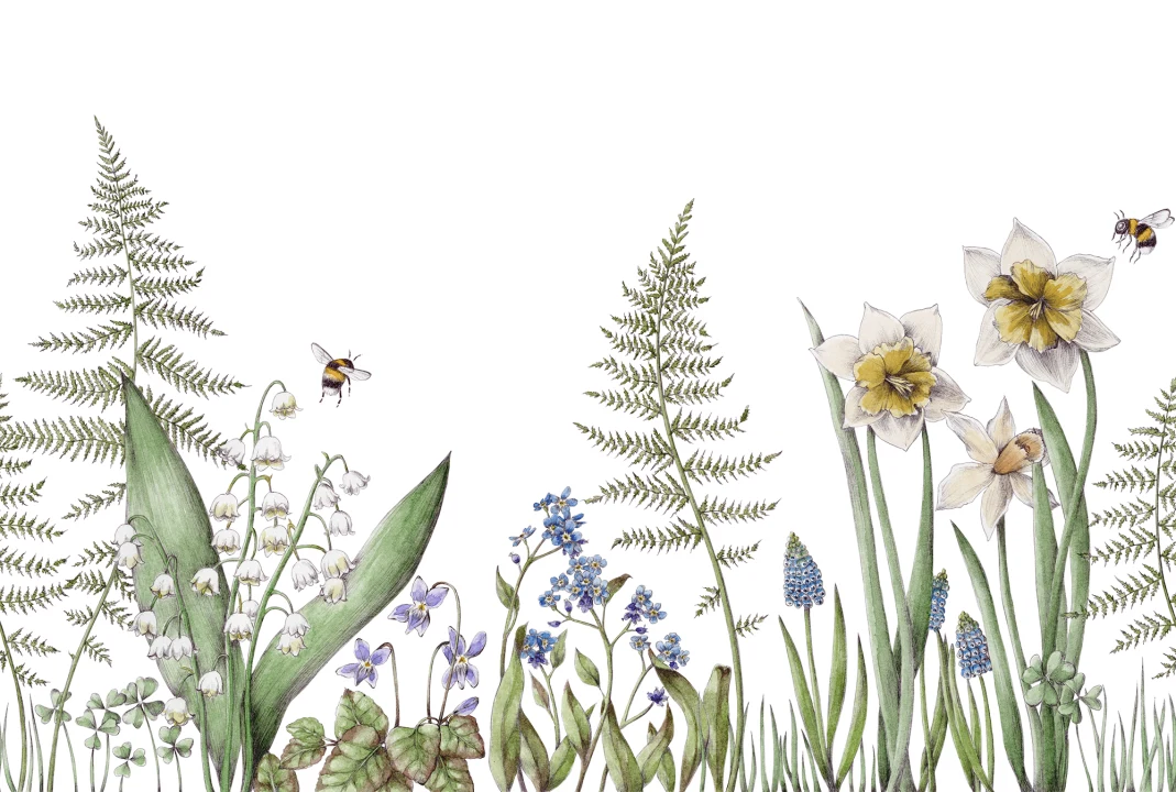 Bumblebee, White