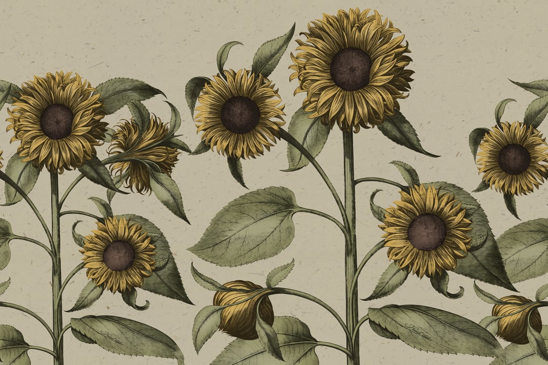 Friendly yet Cool Sunflowers