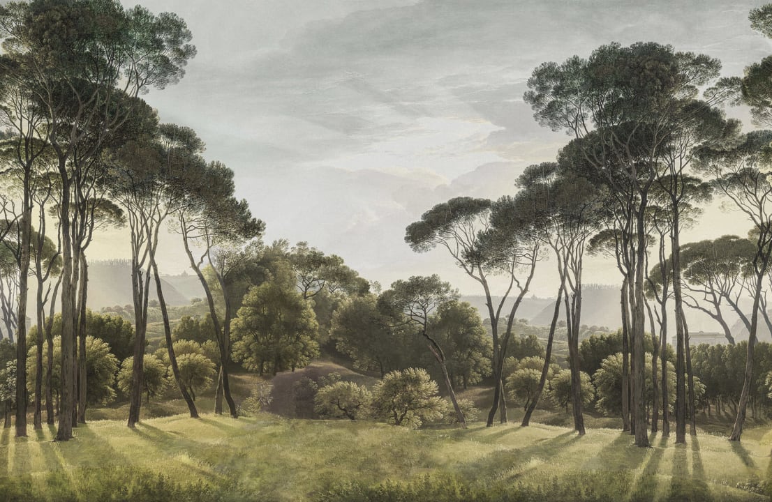 Clareira de pinheiros tranquila