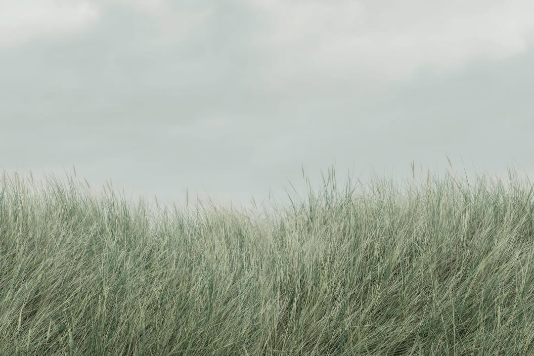 Paresse des jours d'été
