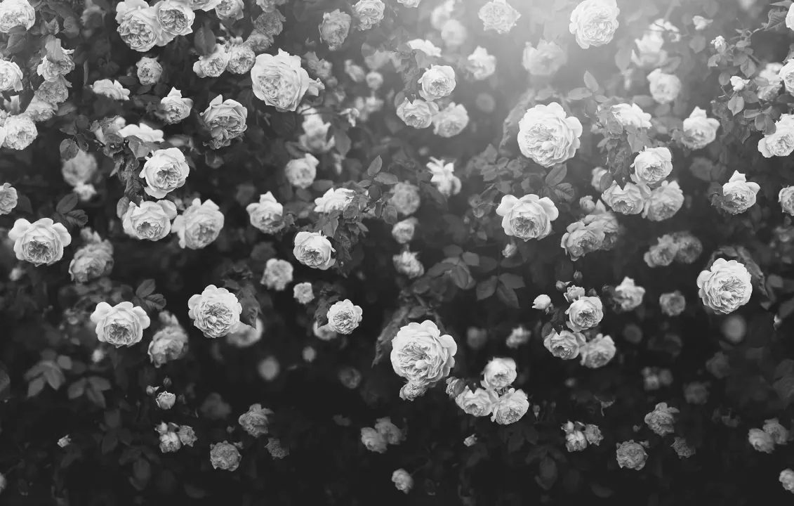 Embracing Rose Design