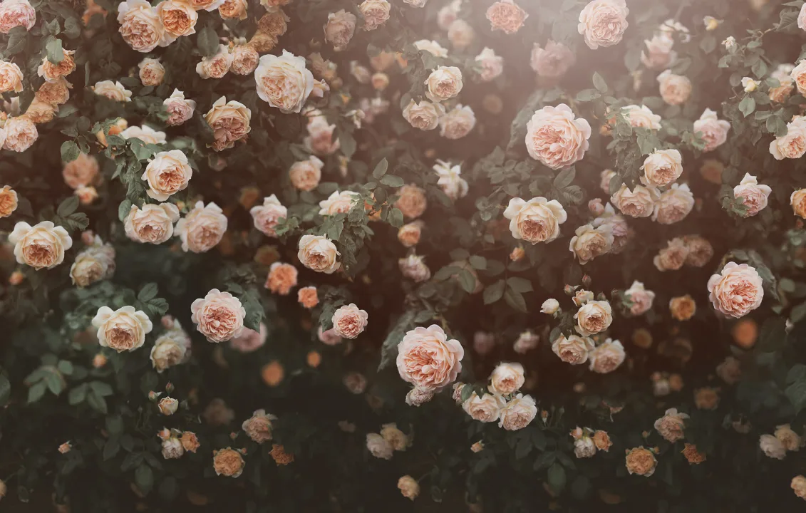 Sueños de rosa