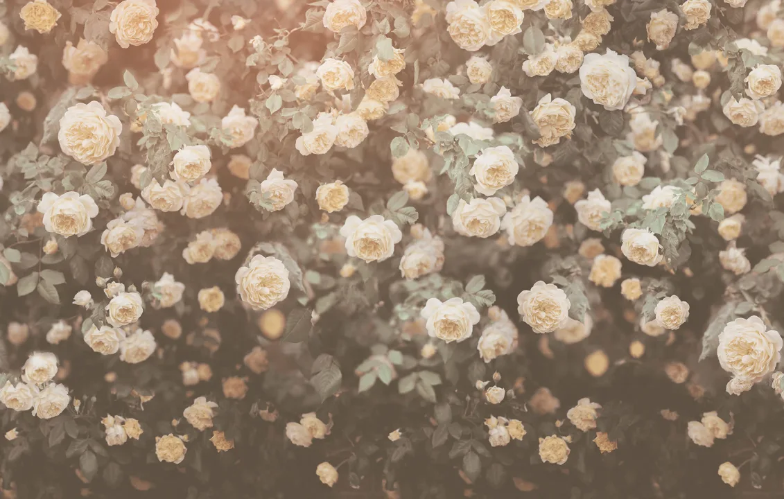 Rose Plenty
