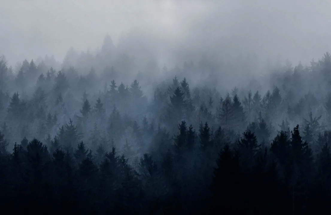 Forêt brumeuse
