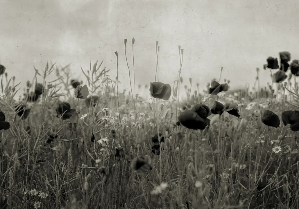 De bloemen van je dromen