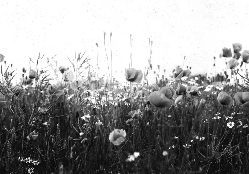 Fleurs graphiques