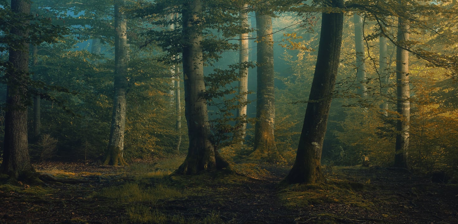 Beech Forest
