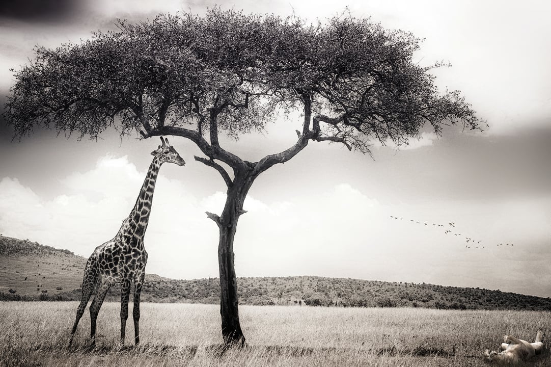 Peaceful Savannah