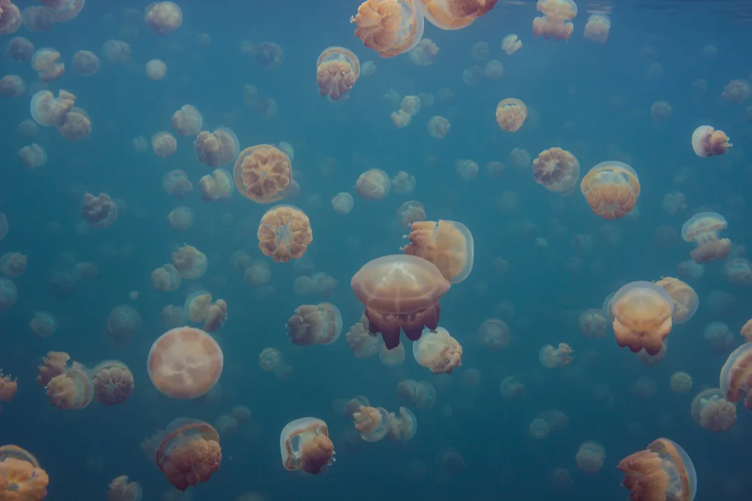 Smack Of Jellyfish