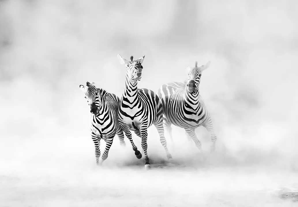 Graphic Zebras