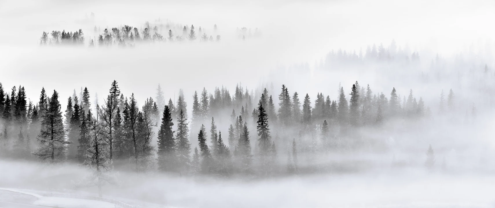 Calm Forest