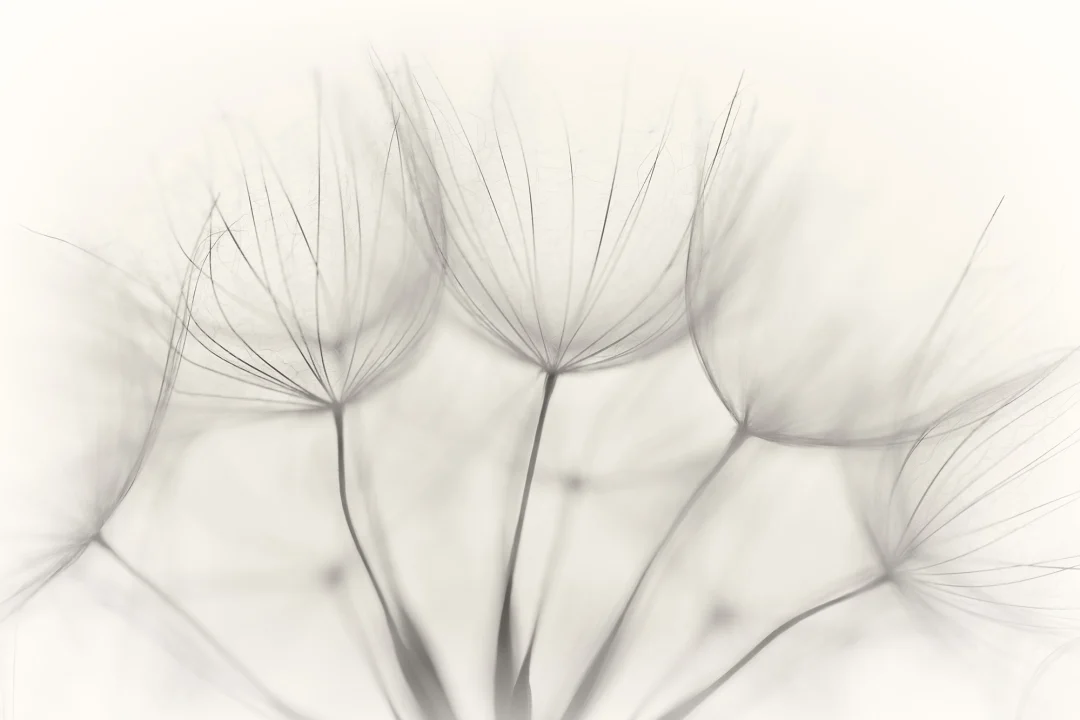 Soft Seeds