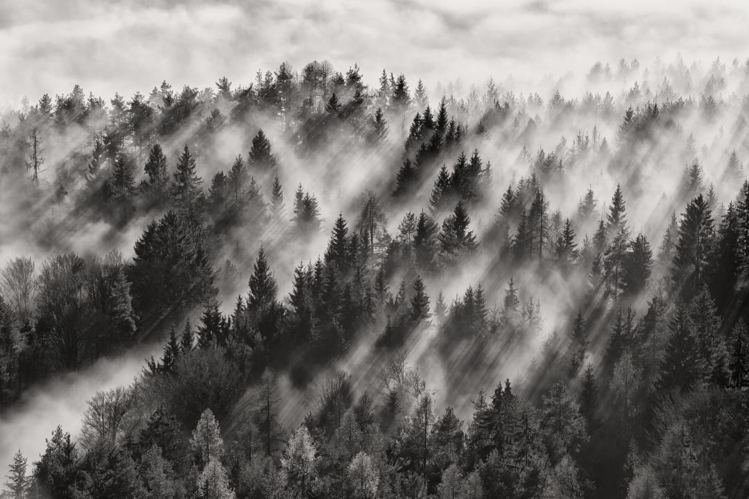 Foggy Forest