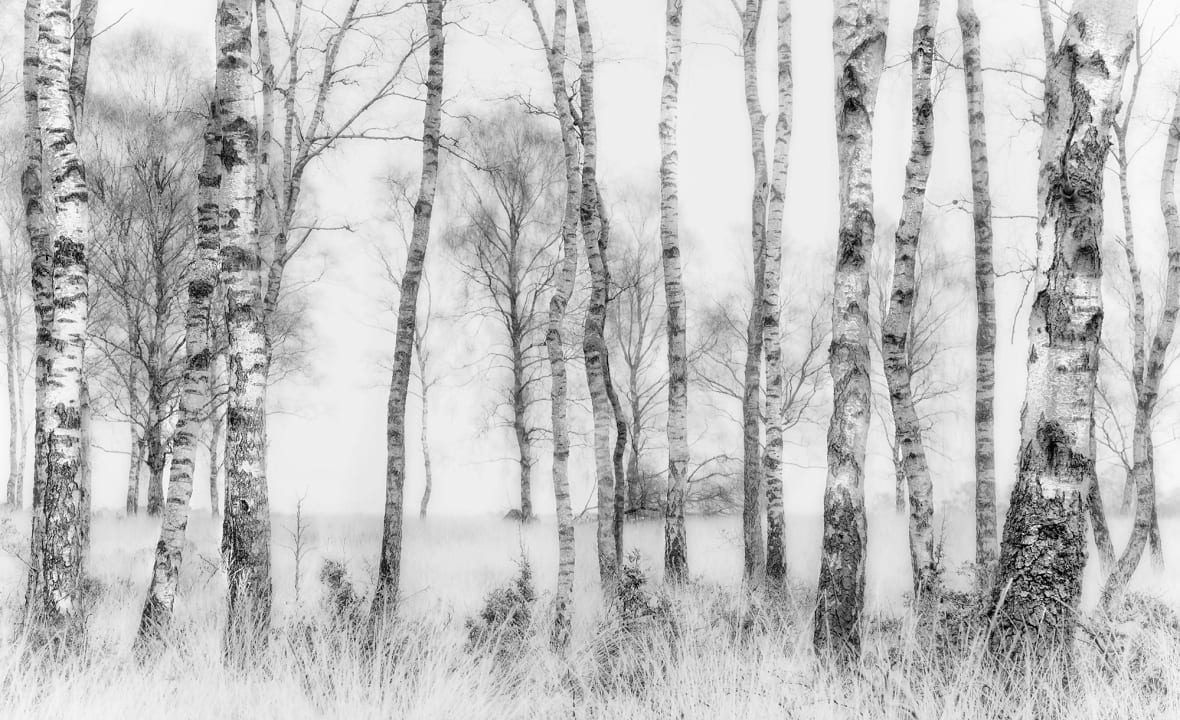 Birch Trees