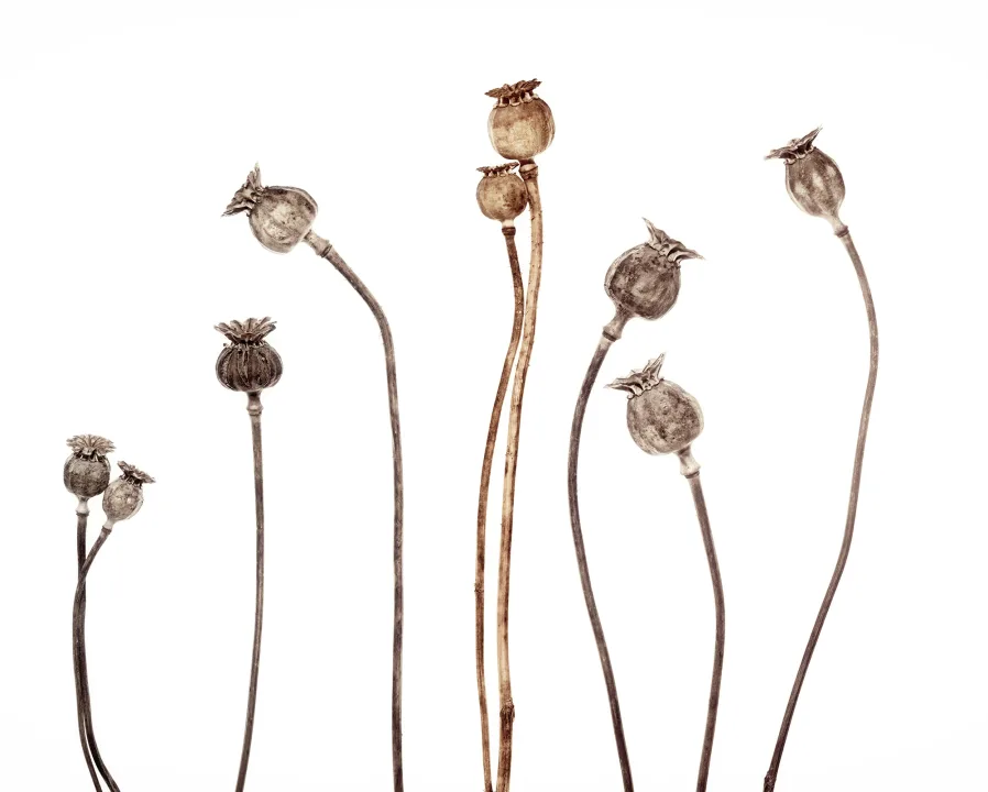 Poppy Capsules