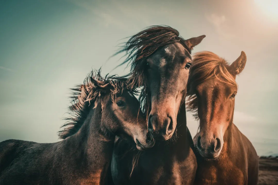 Three Horses