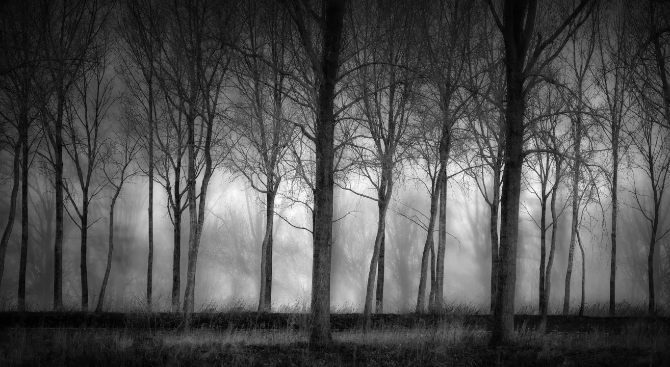 Row Of Trees